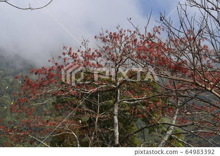 Ryoko Yamazaki Kiriko Yamayama. Stock Photo 64983392 PIXTA