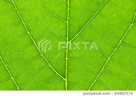 Natural green leaf texture background 64983574