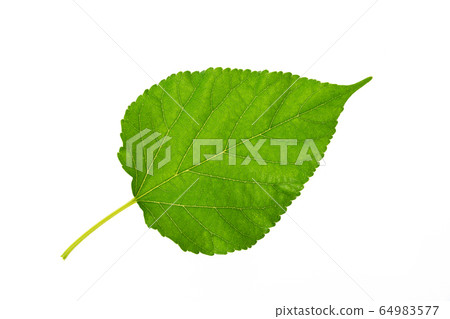 Mulberry leaf on isolate white background 64983577