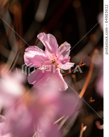 Honeybee azalea illuminated by the spring sun 64983612