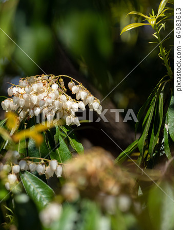 A cute Asebi flower that blooms like a bell 64983613