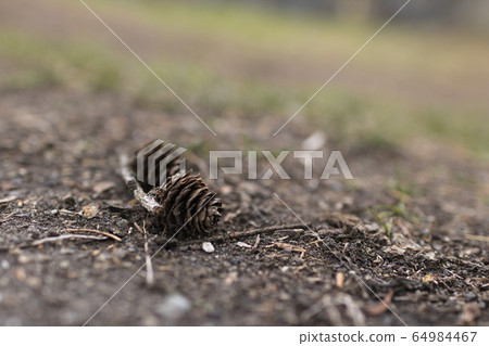 Pinecone Pinecone 64984467