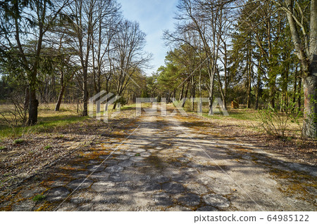 abandoned concrete road in the pine spring forest 64985122