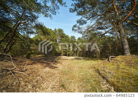 old trees in a pine spring forest 64985123