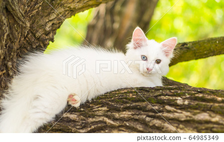 cat, animal, kitten 64985349