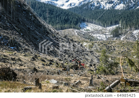 Calamity logging in Demanovska valley, Low Tatras, Calamity logging in Demanovska valley, Low Tatras, 64985425