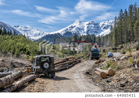 Calamity logging in Demanovska valley, Low Tatras, 64985431