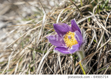 Greater Pasque Flower - Pulsatilla grandis Greater Pasque Flower - Pulsatilla grandis 64985714