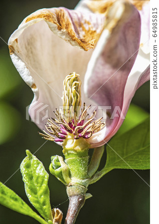Flower symbol of springtime, seasonal natural 64985815