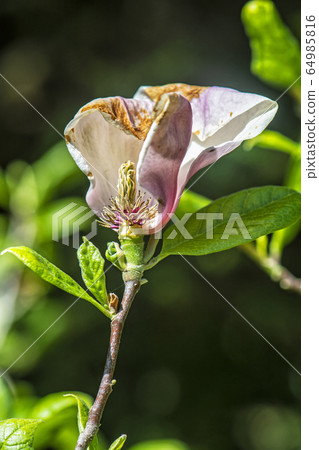 Flower symbol of springtime, seasonal natural 64985816