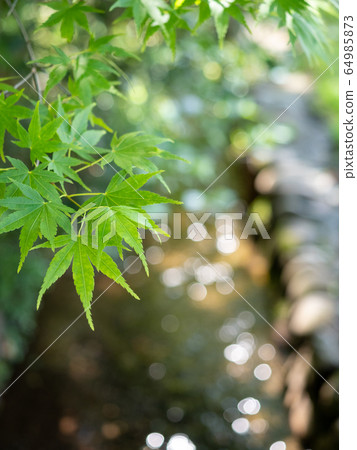 Beautiful spring blue maple and brook 64985873