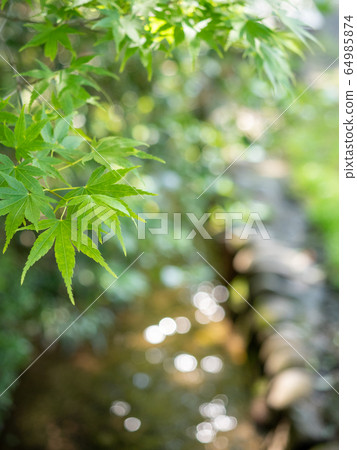 Beautiful spring blue maple and brook 64985874