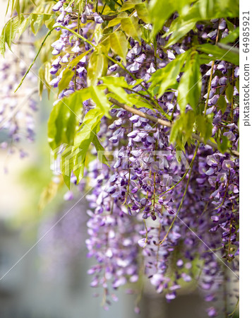 Wisteria flowers in full bloom Wisteria flowers in full bloom 64985921