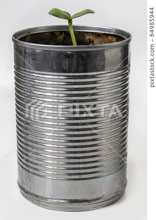 Green shoot emerging from recycled tin of beans Green shoot emerging from recycled tin of beans 64985944