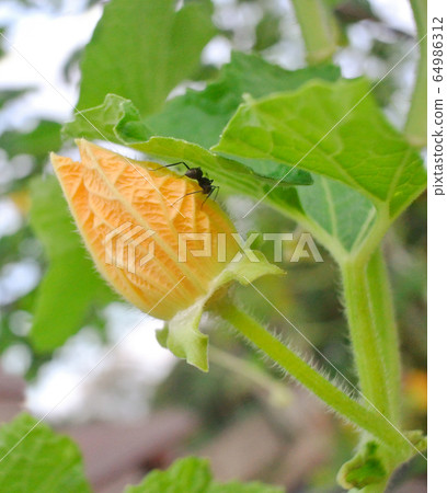 Herbivorous insects in farm .PROBLEM WITH PESTS in the garden.folwer with insect.Agricultural pests resist by gardener Herbivorous insects in farm .PROBLEM WITH PESTS in the garden.folwer with insect.Agricultural pests resist by gardener 64986312