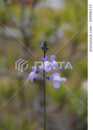 Purple flower 64986315