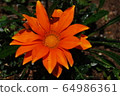 Gazania 64986361