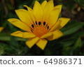 Yellow flower 64986371
