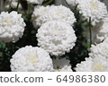  White flower 64986380