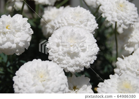  White flower 64986380