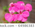 Pink flowers 64986383