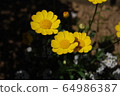 Yellow flower 64986387
