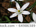 White flower 64986389