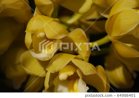 Yellow flower 64986401