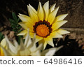 Gazania 64986416