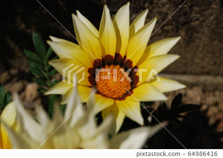 Gazania 64986416