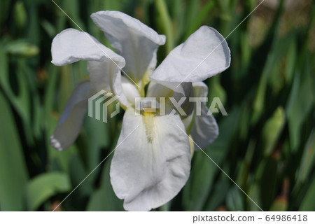  White flower 64986418