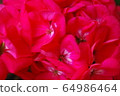 Close-up of flowers 64986464