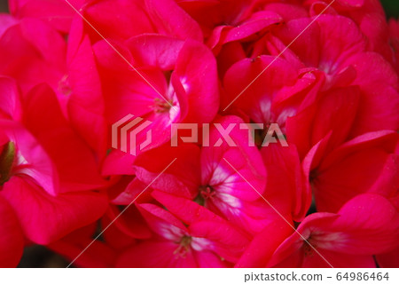 Close-up of flowers 64986464