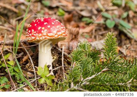 Amanita muscaria mushroom close up, nature 64987336