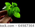 male hand holding mint leaf tops (Japan mint) on 64987364