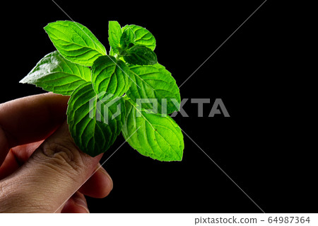 male hand holding mint leaf tops (Japan mint) on male hand holding mint leaf tops (Japan mint) on 64987364
