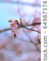 Kawazu cherry tree and honey bee 64987374