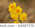 Spring daffodils 64987376