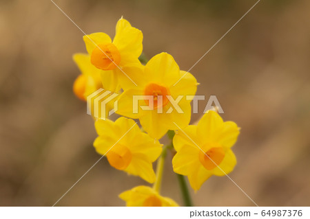 Spring daffodils 64987376