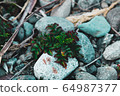 Wild grass 64987377