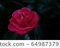 Camellia 64987379