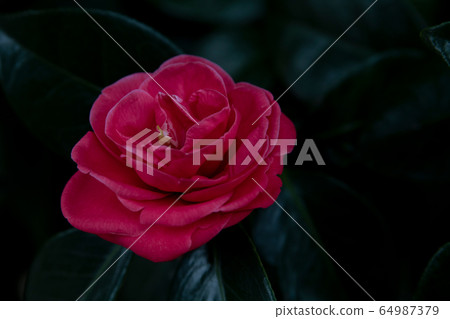 Camellia 64987379