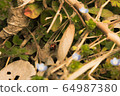 Ladybird 64987380