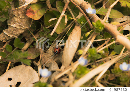 Ladybird 64987380