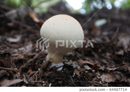 White mushroom 1 64987714