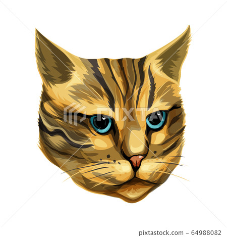 Cat 's head is yellow-brown coloring Cat 's head is yellow-brown coloring 64988082