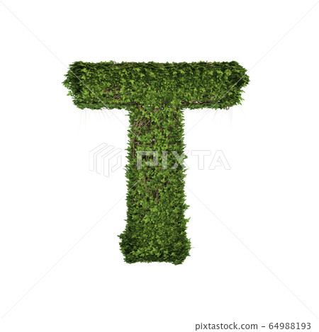 Ivy plant with leaves, green creeper bush and Ivy plant with leaves, green creeper bush and 64988193