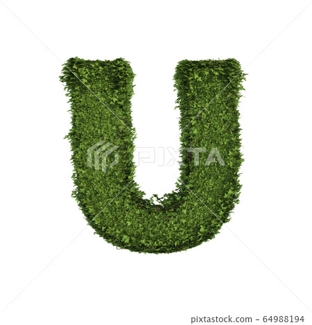 Ivy plant with leaves, green creeper bush and Ivy plant with leaves, green creeper bush and 64988194