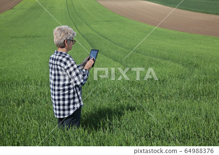 Agriculture, female farmer examining wheat plant 64988376