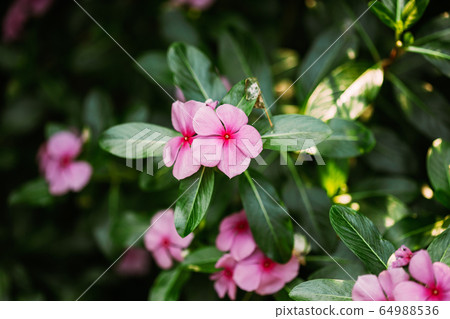 Goa, India. Blooming Pink Flowers Of Catharanthus Roseus In Garden Goa, India. Blooming Pink Flowers Of Catharanthus Roseus In Garden 64988536